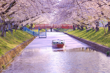 [愛知県]丹羽郡大口町の五条川の桜並木