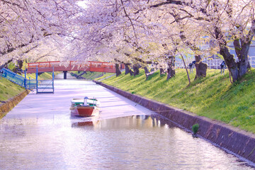 [愛知県]丹羽郡大口町の五条川の桜並木