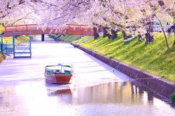 [愛知県]丹羽郡大口町の五条川の桜並木