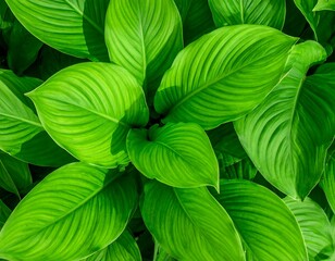Lush green foliage, vibrant leaves densely packed, showing prominent veining