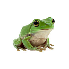 Green Tree Frog: Vibrant Amphibian Photography