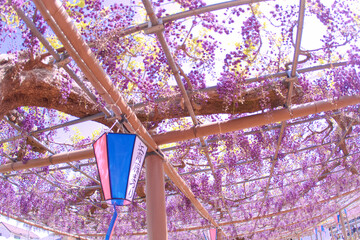 [愛知県]江南市曼陀羅寺公園の藤棚