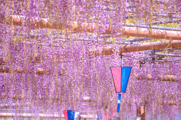 [愛知県]江南市曼陀羅寺公園の藤棚