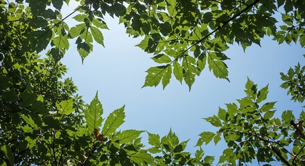 Lush green leaves frame a clear blue sky, creating a natural canopy and evoking feelings of peace, growth, and outdoor tranquility in a bright, sunlit environment.