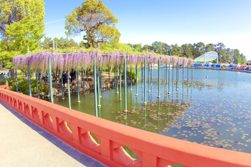 [愛知県]津島市天王川公園の藤棚