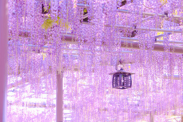 [愛知県]津島市天王川公園の藤棚
