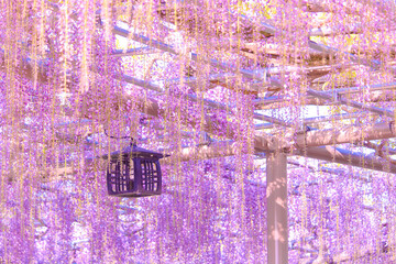 [愛知県]津島市天王川公園の藤棚