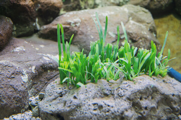 Green underwater grass is growing on the rocks.