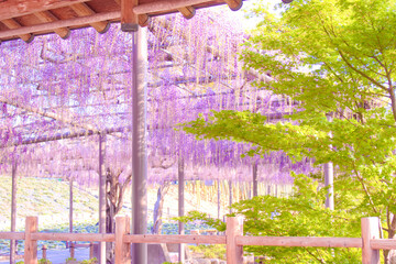 [愛知県]津島市天王川公園の藤棚