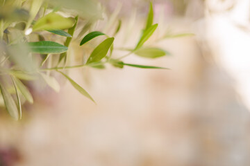 Close-up of green olive leaves against a blurred background. image captures the delicate texture and vibrant color of the leaves