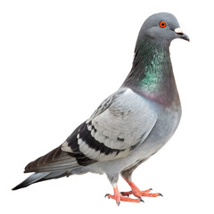 Fototapeta premium Pigeon isolated on transparent background stands still