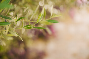 Close-up of green olive leaves against a blurred background. image captures the delicate texture...