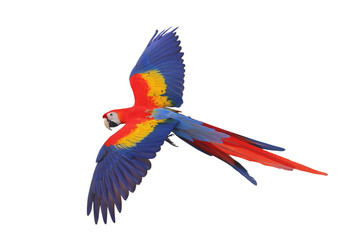 Colorful flying Scarlet Macaw parrot isolated on transparent background png file	
