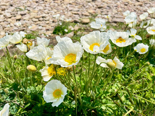 White Amur poppies bloom in Akhlestyshev Bay on Russian Island in Vladivostok in June. Russia