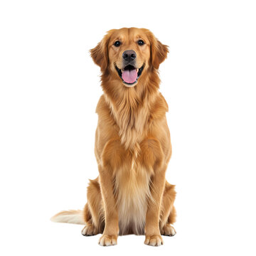 Golden Retriever: A Majestic Canine Portrait