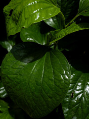 water drops on a leaf