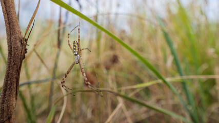 A colorful wasp spider, Argiope bruennichi, on its web in a field