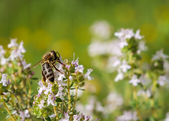Busy honey bee on blooming flowers, symbolizing nature's vitality