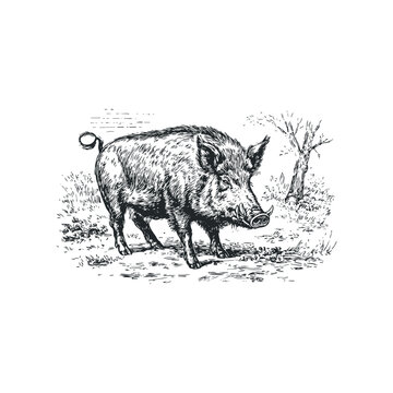 Detailed black and white sketch of a wild boar standing in grassy terrain with a bare tree in the background