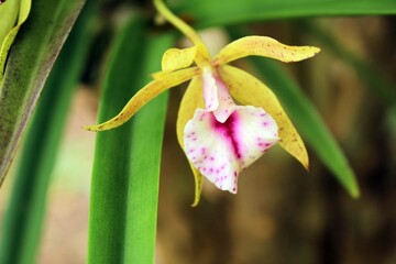 Obraz premium Yellow and Pink Spotted Orchid Flower Macro Close-up in Tropical Garden