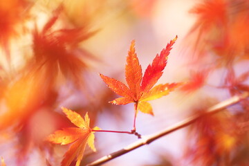 紅葉した美しいモミジ