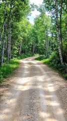Obraz premium Sunlit Gravel Road Winding Through Birch Forest