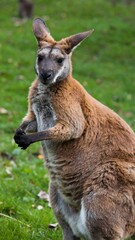 Fototapeta premium Red kangaroo standing in a grassy field