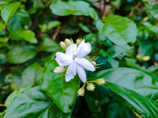 White jasmine flower and buds with blur green leaves background