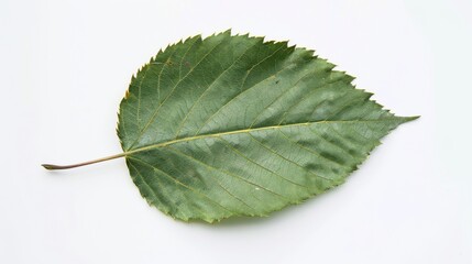 Obraz premium Fresh Green Foliage: Detailed Leaf Veins on White Background