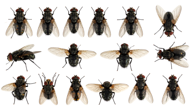 Set of Close-Up Photorealistic Insects Houseflies in Motion and Stillness, Isolated on a Transparent Background PNG