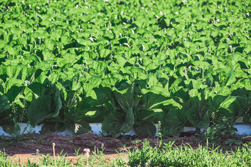 白菜畑　野辺山高原