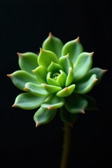 Single succulent, intense green against black, isolated, growth