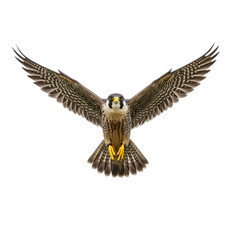 Obraz premium Majestic Peregrine Falcon in Flight: A Powerful Bird of Prey