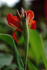 Fototapeta premium Red Tulip Flower in the garden with background bokeh cinematic