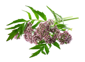 Valerian flowers isolated on white background. Valeriana officinalis. Medicinal herbs.