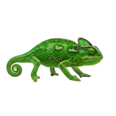 Green Chameleon: Vibrant Reptile Photography