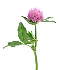 Clover flower isolated on white background. Pink clover on a stem with green leaves. Medicinal herb.