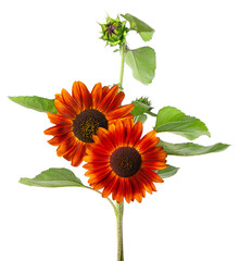 Red sunflower with green leaves, isolated on white background. Decorative sunflower flower. Clipping path.