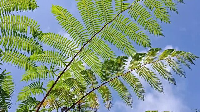 Green foliage of fern and blue sky during the fresh breeze for natural background 