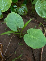 water drops on a plant