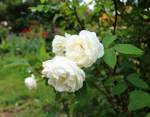 Obraz premium Three creamy white roses bloom on a green shrub, other blooms blurred in background