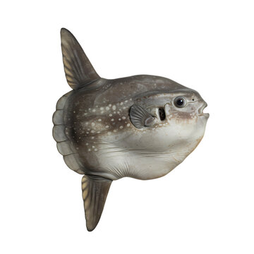 Ocean Sunfish: Mola Mola Fish Photo - Detailed Close-up View