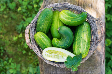 Cucumber