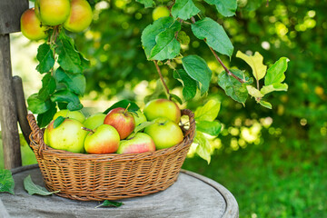 Apples harvest