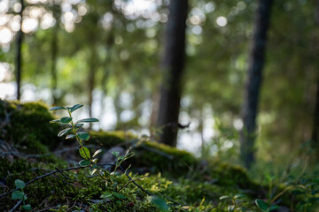 Sunlit forest floor with moss and green plants