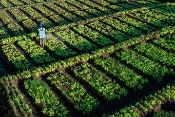Farmer Spraying Crops in a Vibrant Agricultural Field During Daytime