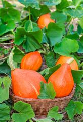 Hokkaido pumpkin red kuri squash