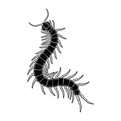 worm on white background
