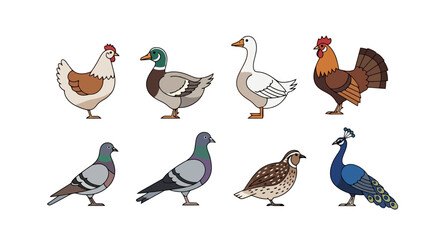 Diverse Collection of Farm and Wild Birds Illustration for Educational Material and Children's Books, Promoting Awareness of Avian Species and their Habitats