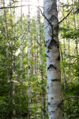 Sunlight Filters Through a Serene Birch Forest Canopy